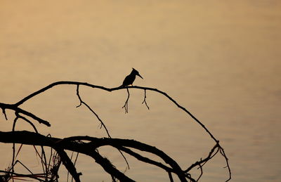 Close-up of barbed wire