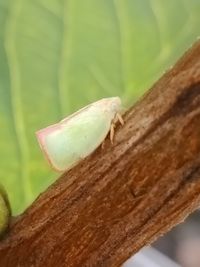 Close-up of insect on leaf