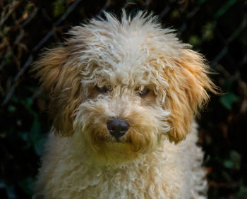 Close-up portrait of hairy dog