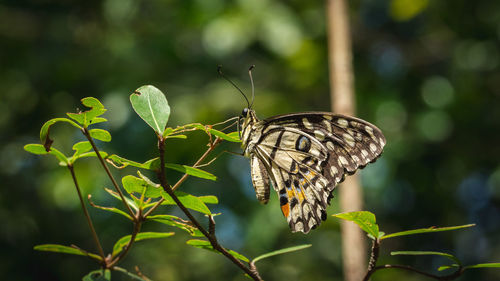 Close-up of butterfly on plant