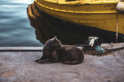 Cat sitting in a lake