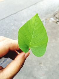 Close-up of green leaves