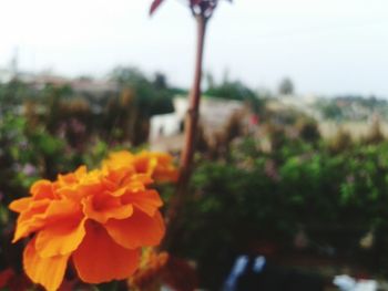 Close-up of yellow flowers blooming against sky