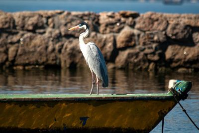 Gray heron perching on water