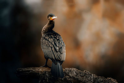 Great cormorant