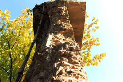 Low angle view of tree trunk against clear sky