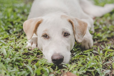 Close-up portrait of a dog on field