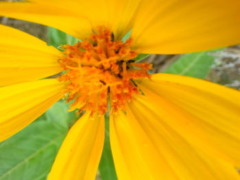 Close-up of yellow day lily blooming outdoors