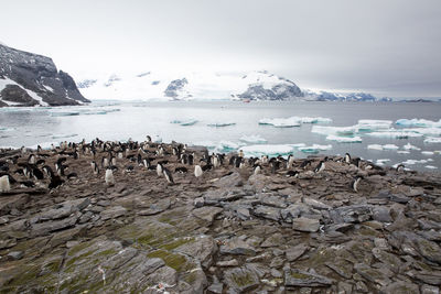 High angle view of penguins on rocky shore during winter