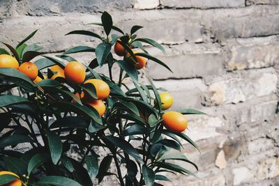Orange fruits on plant against wall