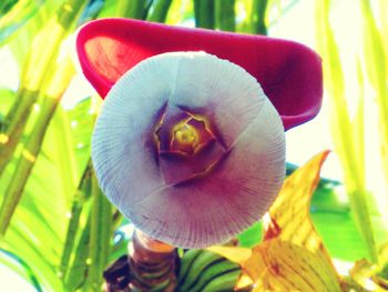 Close-up of flower blooming outdoors