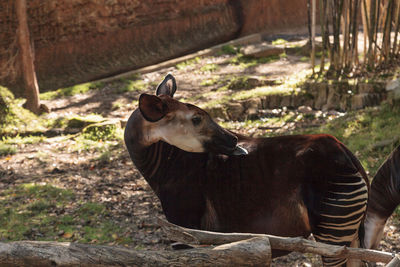 Okapi standing on field at forest