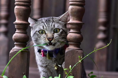 Portrait of cat by outdoors