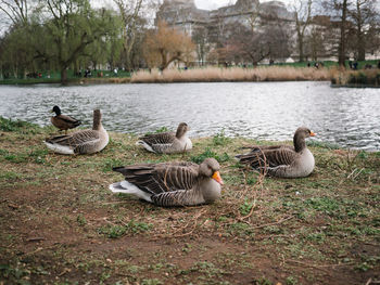 Ducks in lake