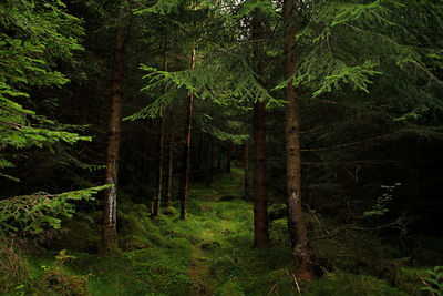 Trees in forest