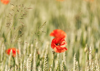 Close-up of red poppy flowers on field