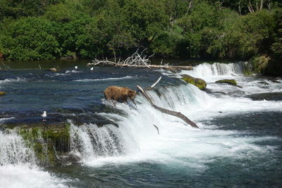 Scenic view of waterfall in forest