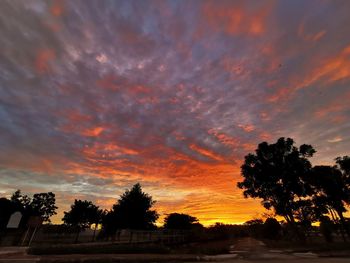 Low angle view of silhouette trees against orange sky