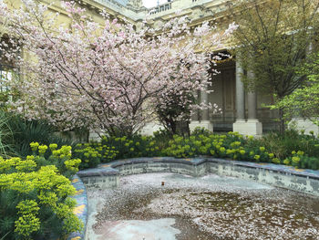 Flowers growing on tree