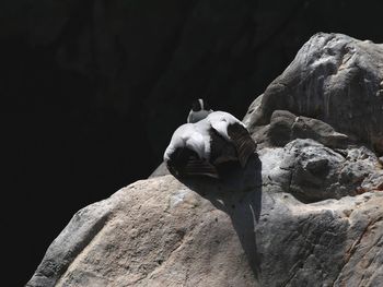 Close-up of statue on rock