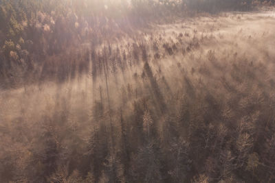 Scenic view of forest