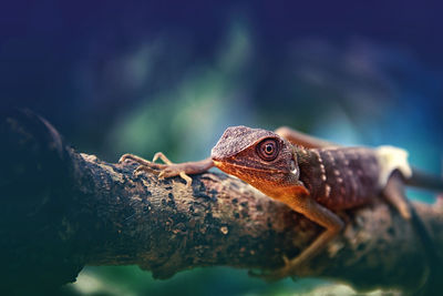 Close-up of a lizard on rock