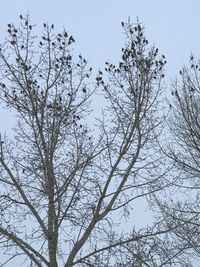 Low angle view of tree against clear sky