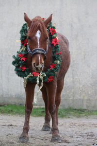 Portrait of a horse