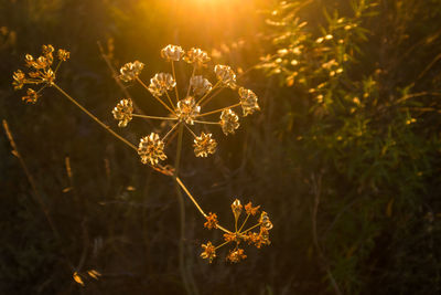 Close-up of flowers against blurred background