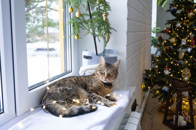 Cat sitting on window