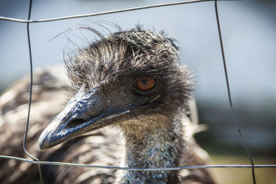 Close-up of emu.