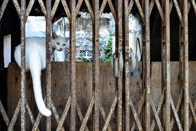 Cat at old abandoned building