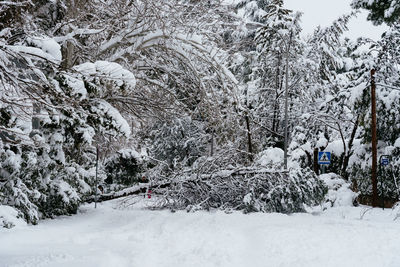 Snow covered trees on field