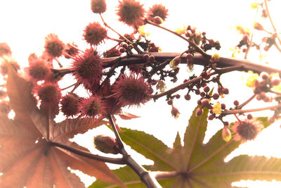 Low angle view of flowering plant against sky