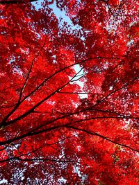 Low angle view of red flower tree against sky