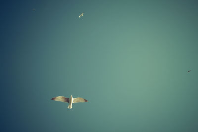 Seagull flying in the sky