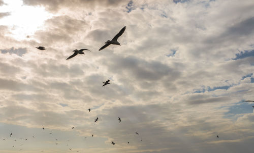 Low angle view of silhouette birds flying against sky