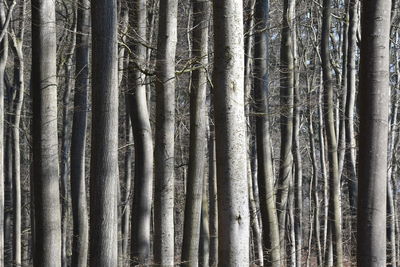 Full frame shot of wooden wall