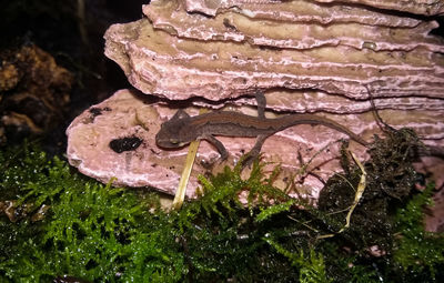 Close-up of snake