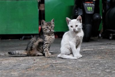 Kittens in back yard