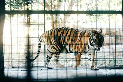 Tiger in zoo