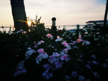 Close-up of flowers blooming against sky