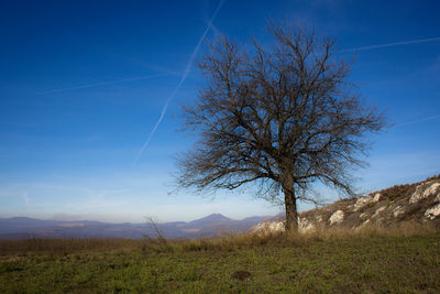 Bare tree on field against sky