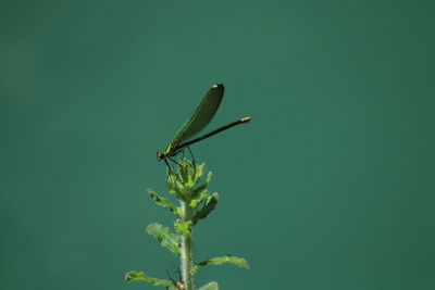 green
