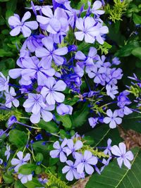 Close-up of purple flowers