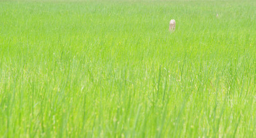 Full frame shot of grassy field