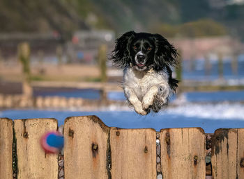 Dog jumping over fence