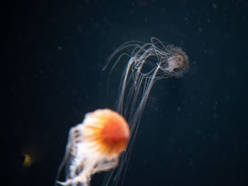 Close-up of jellyfish swimming in sea