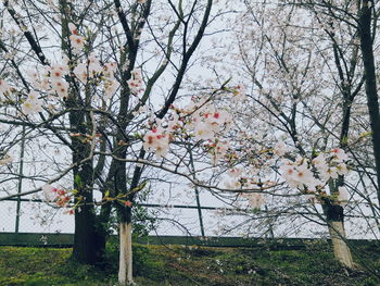 Cherry blossoms in spring against sky