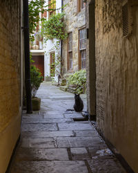 Rear view of woman walking on street